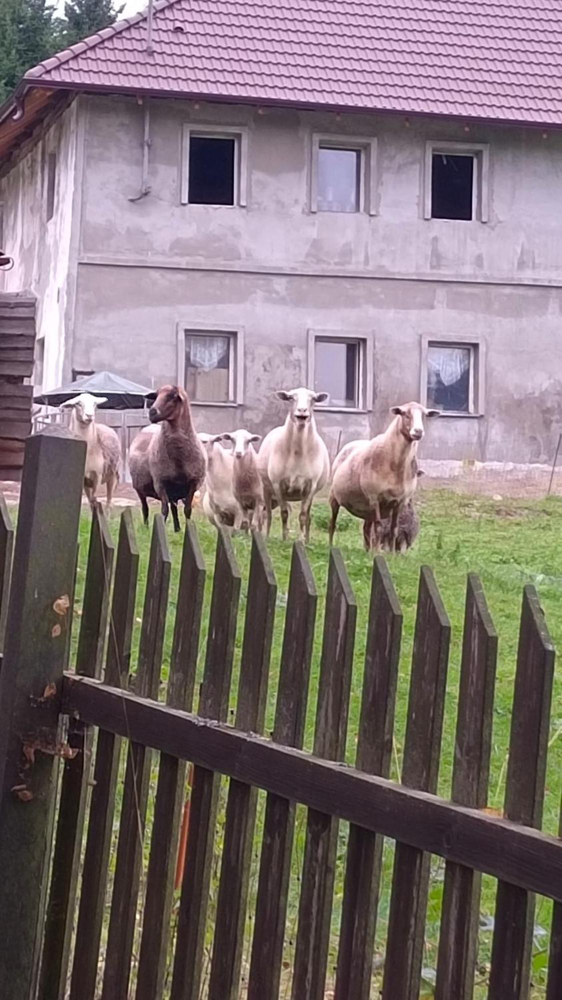 Chaloupka U Jiriho Hotel Nová Pec Kültér fotó